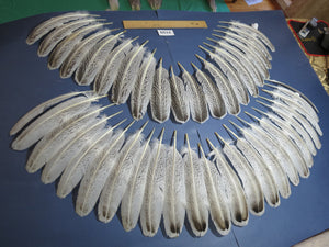 44 Pcs Turkey Wing Feathers, Fly Tying Material,Craft Feathers,Natural Turkey Feathers (2159)