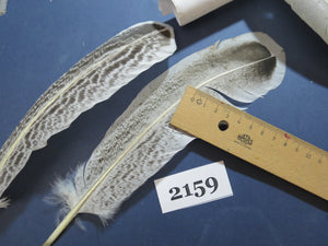 44 Pcs Turkey Wing Feathers, Fly Tying Material,Craft Feathers,Natural Turkey Feathers (2159)