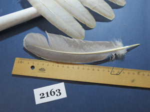 34 Pcs Turkey Wing Feathers, Fly Tying Material,Craft Feathers,Natural Turkey Feathers (2163)