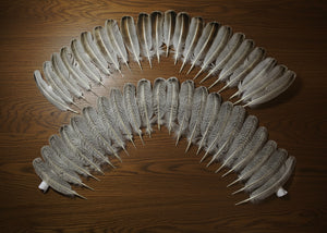 natural turkey feathers