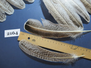 44 Pcs Turkey Wing Feathers, Fly Tying Material,Craft Feathers,Natural Turkey Feathers (2164)