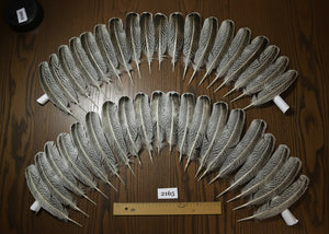 natural turkey feathers