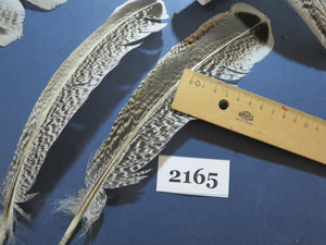 38 Pcs Turkey Wing Feathers, Fly Tying Material,Craft Feathers,Natural Turkey Feathers (2165)