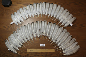 natural turkey feathers