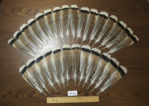 natural turkey feathers