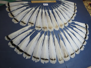 34 Pcs Turkey Tail Feathers, Fly Tying Material,Craft Feathers,Natural Turkey Feathers (2178)