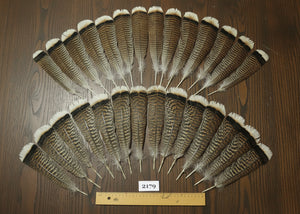 natural turkey feathers