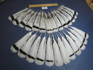 26 Pcs Turkey Tail Feathers, Fly Tying Material,Craft Feathers,Natural Turkey Feathers (2180)