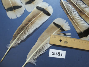 28 Pcs Turkey Tail Feathers, Fly Tying Material,Craft Feathers,Natural Turkey Feathers (2181)