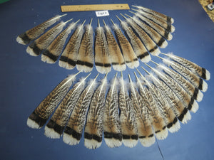 28 Pcs Turkey Tail Feathers, Fly Tying Material,Craft Feathers,Natural Turkey Feathers (2183)