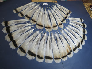 30 Pcs Turkey Tail Feathers, Fly Tying Material,Craft Feathers,Natural Turkey Feathers (2184)