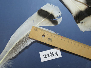 30 Pcs Turkey Tail Feathers, Fly Tying Material,Craft Feathers,Natural Turkey Feathers (2184)