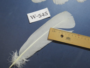 14 Pcs White Turkey Tail Feathers, Turkey Feathers,Fly Tying Material,Craft Feathers,Natural Turkey Feathers (W-545)