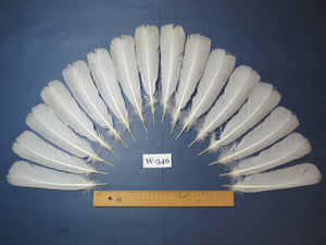 16 Pcs White Turkey Tail Feathers, Turkey Feathers,Fly Tying Material,Craft Feathers,Natural Turkey Feathers (W-546)