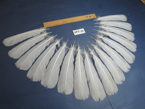 16 Pcs White Turkey Tail Feathers, Turkey Feathers,Fly Tying Material,Craft Feathers,Natural Turkey Feathers (W-546)