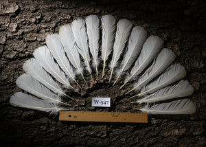 natural turkey feathers