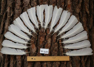 16 Pcs White Turkey Tail Feathers, Turkey Feathers,Fly Tying Material,Craft Feathers,Natural Turkey Feathers (W-549)