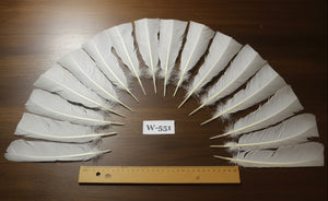 natural turkey feathers