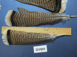 26 Pcs Turkey Tail Feathers, Fly Tying Material,Craft Feathers,Natural Turkey Feathers (2190)