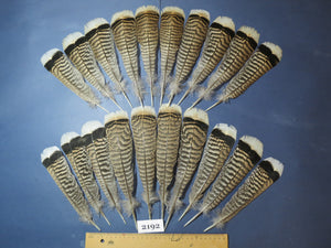 20 Pcs Turkey Tail Feathers, Fly Tying Material,Craft Feathers,Natural Turkey Feathers (2192)