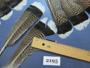 30 Pcs Turkey Tail Feathers, Fly Tying Material,Craft Feathers,Natural Turkey Feathers (2195)