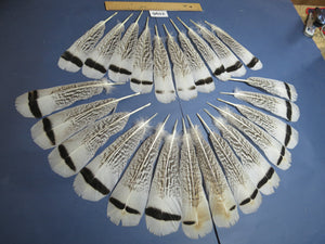 24 Pcs Turkey Tail Feathers, Fly Tying Material,Craft Feathers,Natural Turkey Feathers (2196)
