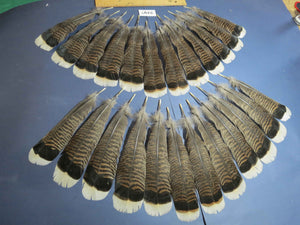 24 Pcs Turkey Tail Feathers, Fly Tying Material,Craft Feathers,Natural Turkey Feathers (2197)