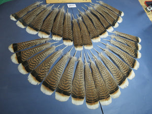 30 Pcs Turkey Tail Feathers, Fly Tying Material,Craft Feathers,Natural Turkey Feathers (2198)