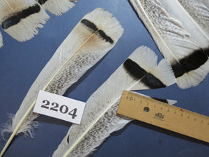 30 Pcs Turkey Tail Feathers, Fly Tying Material,Craft Feathers,Natural Turkey Feathers (2204)