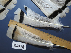 30 Pcs Turkey Tail Feathers, Fly Tying Material,Craft Feathers,Natural Turkey Feathers (2204)