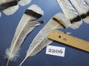 32 Pcs Turkey Tail Feathers, Fly Tying Material,Craft Feathers,Natural Turkey Feathers (2206)