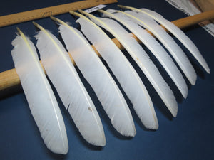8 Pcs White Turkey Biot Wing Feathers, Turkey Feathers,Fly Tying Material,Craft Feathers,Natural Feathers (B-7) DREAMMYFEATHERS