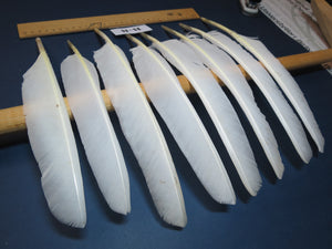 8 Pcs White Turkey Biot Wing Feathers,Turkey Feathers,Fly Tying Material,Craft Feathers,Natural Feathers (B-8)