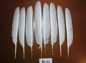 8 Pcs White Turkey Biot Wing Feathers, Turkey Feathers,Fly Tying Material,Craft Feathers,Natural Feathers (B-11)
