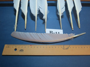 8 Pcs White Turkey Biot Wing Feathers, Turkey Feathers,Fly Tying Material,Craft Feathers,Natural Feathers (B-11)