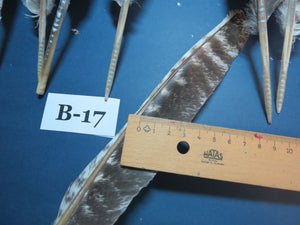 10 Pcs Barred Turkey Biot Wing Feathers, Fly Tying Materials,Long Feathers. (B-17)