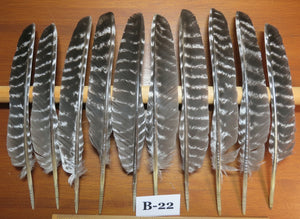 10 Pcs Barred Turkey Biot Wing Feathers, Fly Tying Materials,Long Feathers. (B-22)