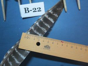 10 Pcs Barred Turkey Biot Wing Feathers, Fly Tying Materials,Long Feathers. (B-22)