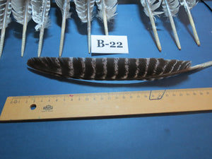 10 Pcs Barred Turkey Biot Wing Feathers, Fly Tying Materials,Long Feathers. (B-22)