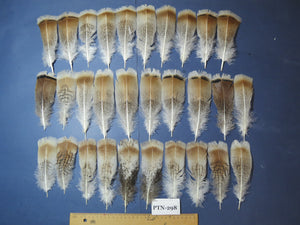 30 Pcs Turkey Pre-Tail Feathers, Fly Tying Material,Craft Feathers,Natural Turkey Feathers (PTN-298)