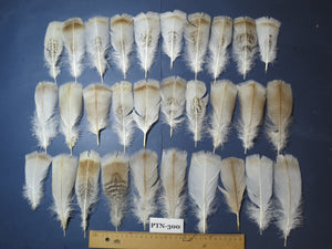 30 Pcs Turkey Pre-Tail Feathers, Fly Tying Material,Craft Feathers,Natural Turkey Feathers (PTN-300)