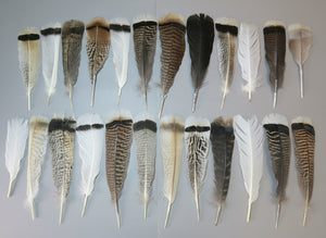 24 Pcs Natural Turkey Tail Feathers, Fly Tying Materials, Genuine Feathers (MIX-49)