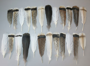 24 Pcs Natural Turkey Tail Feathers, Fly Tying Materials, Genuine Feathers (MIX-50)