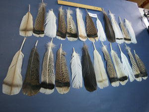 24 Pcs Natural Turkey Tail Feathers, Fly Tying Materials, Genuine Feathers (MIX-50)