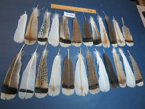 24 Pcs Natural Turkey Tail Feathers, Fly Tying Materials, Genuine Feathers (MIX-54)