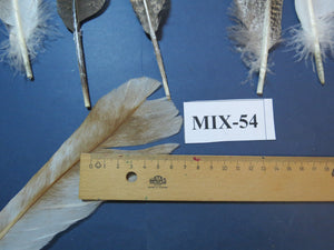 24 Pcs Natural Turkey Tail Feathers, Fly Tying Materials, Genuine Feathers (MIX-54)