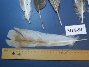 24 Pcs Natural Turkey Tail Feathers, Fly Tying Materials, Genuine Feathers (MIX-54)