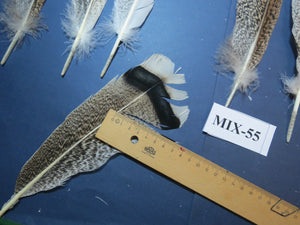 24 Pcs Natural Turkey Tail Feathers, Fly Tying Materials, Genuine Feathers (MIX-55)