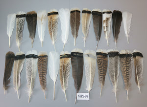 24 Pcs Natural Turkey Tail Feathers, Fly Tying Materials, Genuine Feathers (MIX-56)