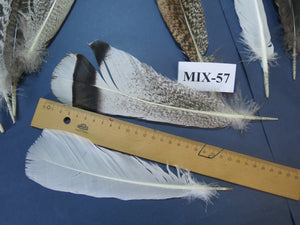 24 Pcs Natural Turkey Tail Feathers, Fly Tying Materials, Genuine Feathers (MIX-57)